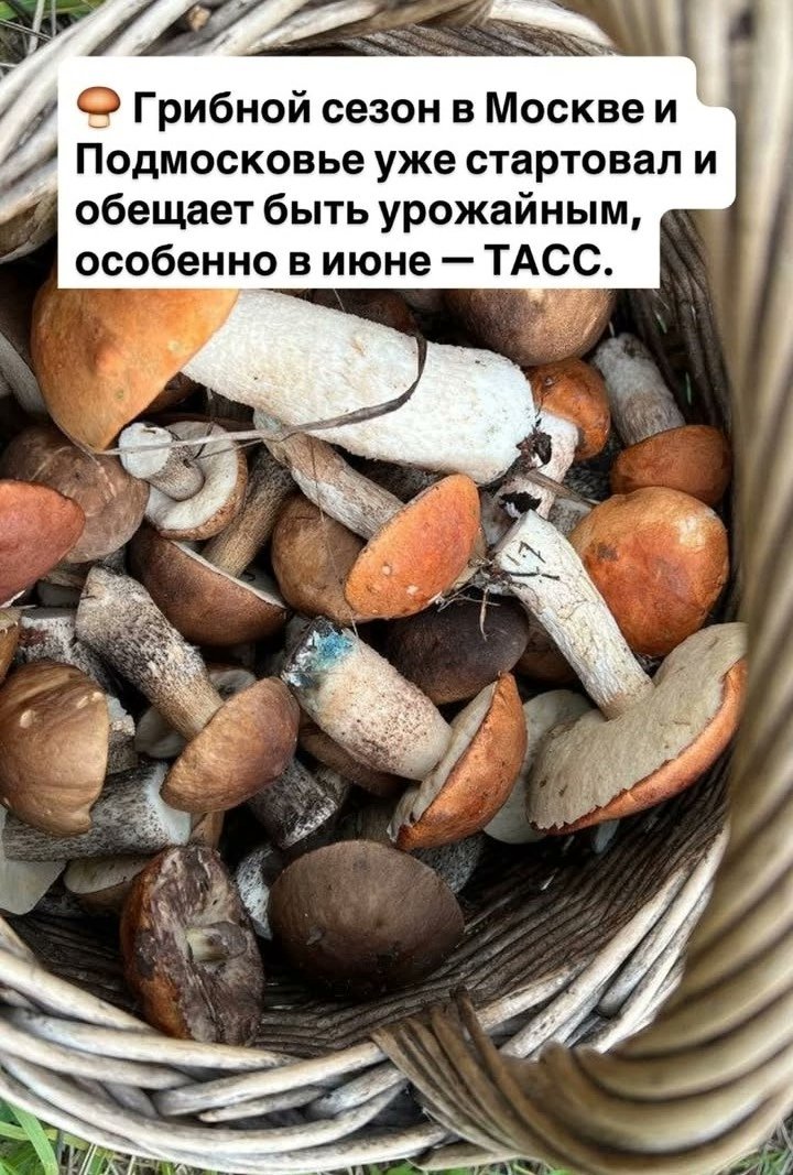 Грибного супчика что-то захотелось.