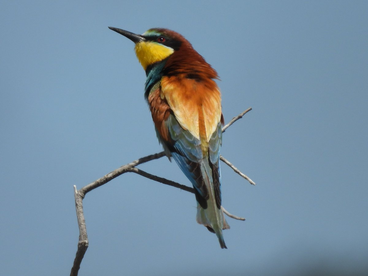 Lesvos, 2nd May 2025
Great Snipe, Great-spotted Cuckoo, Eastern Subalpine Warbler and European Bee-eater