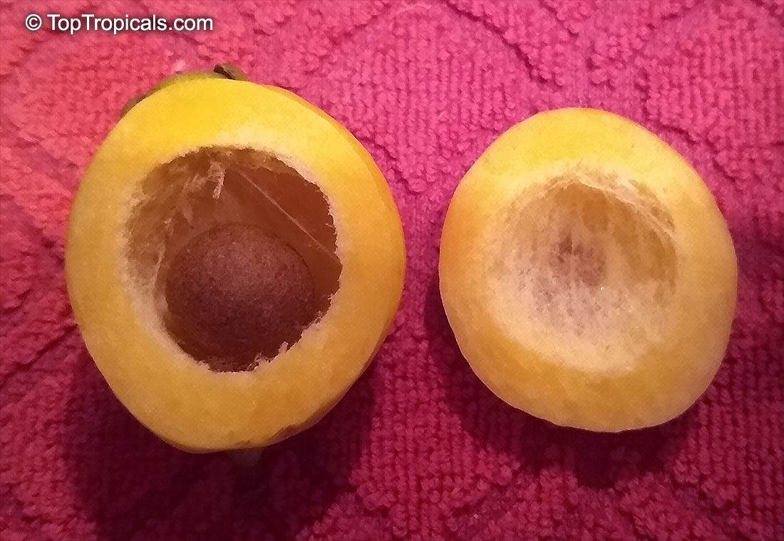 toptropicals's tweet photo. ๐น What fruit smells like roses
๐ #SyzygiumJambos or #Roseapple, Malabar Plum, Pomme rosa - rose-flavored #fruit. The crisp and juicy fruits are very distinctly rose scented and highly prized for jellies and confections.
๐ The #plant is easy to grow, moderately cold hardy and tolerates poor soils. Makes an attractive, wide-spreading shade tree as well as compact and bushy container #fruitingplant.
๐ Rose Apple is one of 10 plant that will make you happy:
๐ฑhttps://t.co/QvlqaDHqOu
๐ Plant your Rose Apple, smell the roses and be happy:
https://t.co/vcQogttS9y
#Food_Forest #Fun_Facts