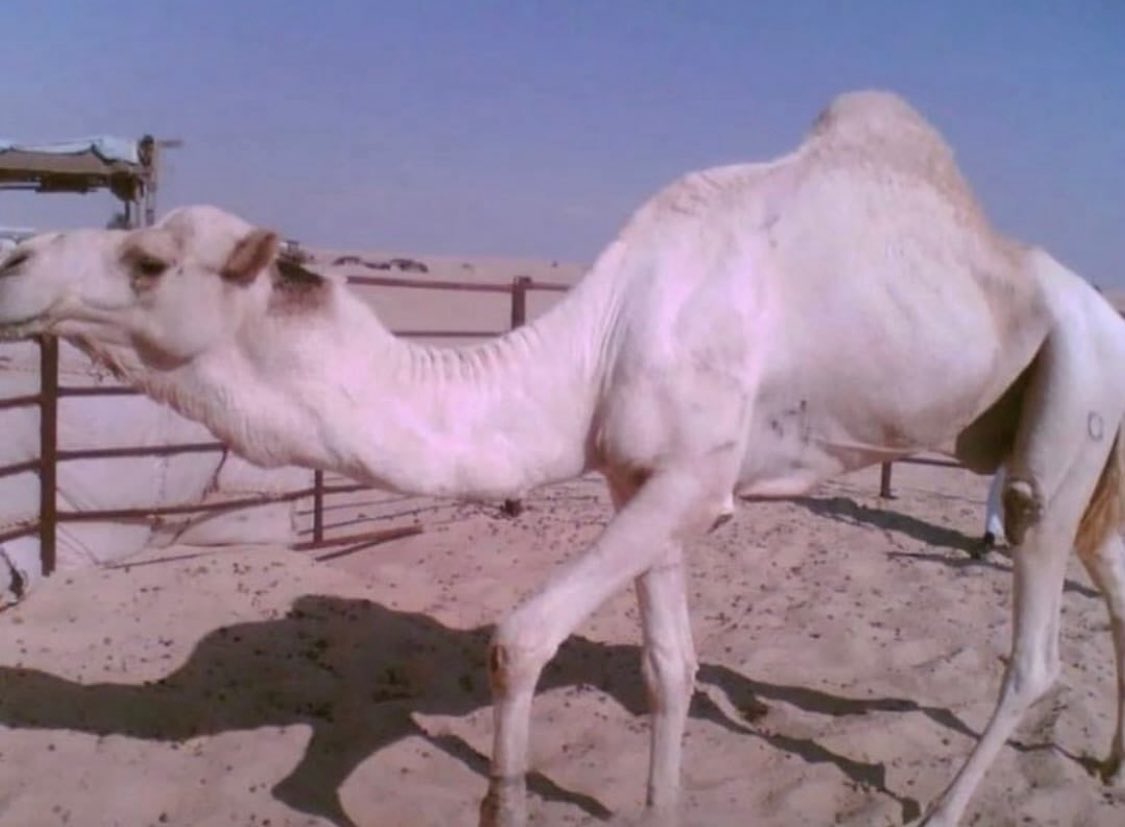 جلمود الهرش