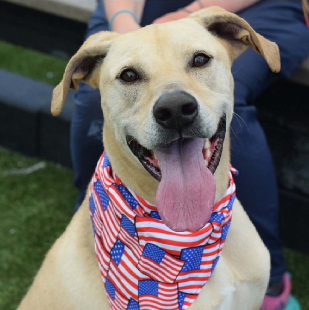 Samson 225840
Listed 6/5
#NYCACC #AdoptMe 
A handsome 4 yr old boy 
Social with staff
Stressed in his kennel, jumping on kennel door, hypersalivating 
Samson needs a hero, is it you?
nycacc.app/browse/225840
#Pledge4Rescue #foster #adopt