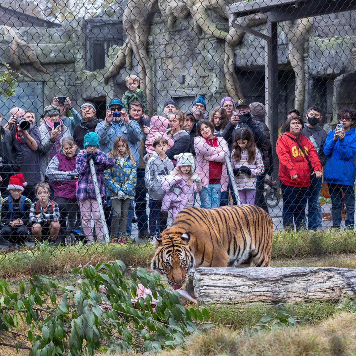 FresnoZoo's tweet photo. Time flies! Can you believe Kingdoms of Asia is 2 years old today? 🎂🎉 Share your favorite moments and let's celebrate together! #KingdomsOfAsia https://t.co/VWEqW9y7jj