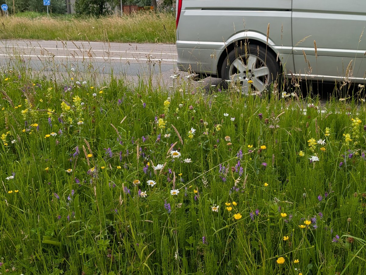 Bij een bonte berm als dit, moet ik altijd denken aan het gelijknamige boek van prof. Piet Zonderwijk uit 1979. Een van de grondleggers van het ecologische bermbeheer in de stad. #stadsnatuur #urbanecology