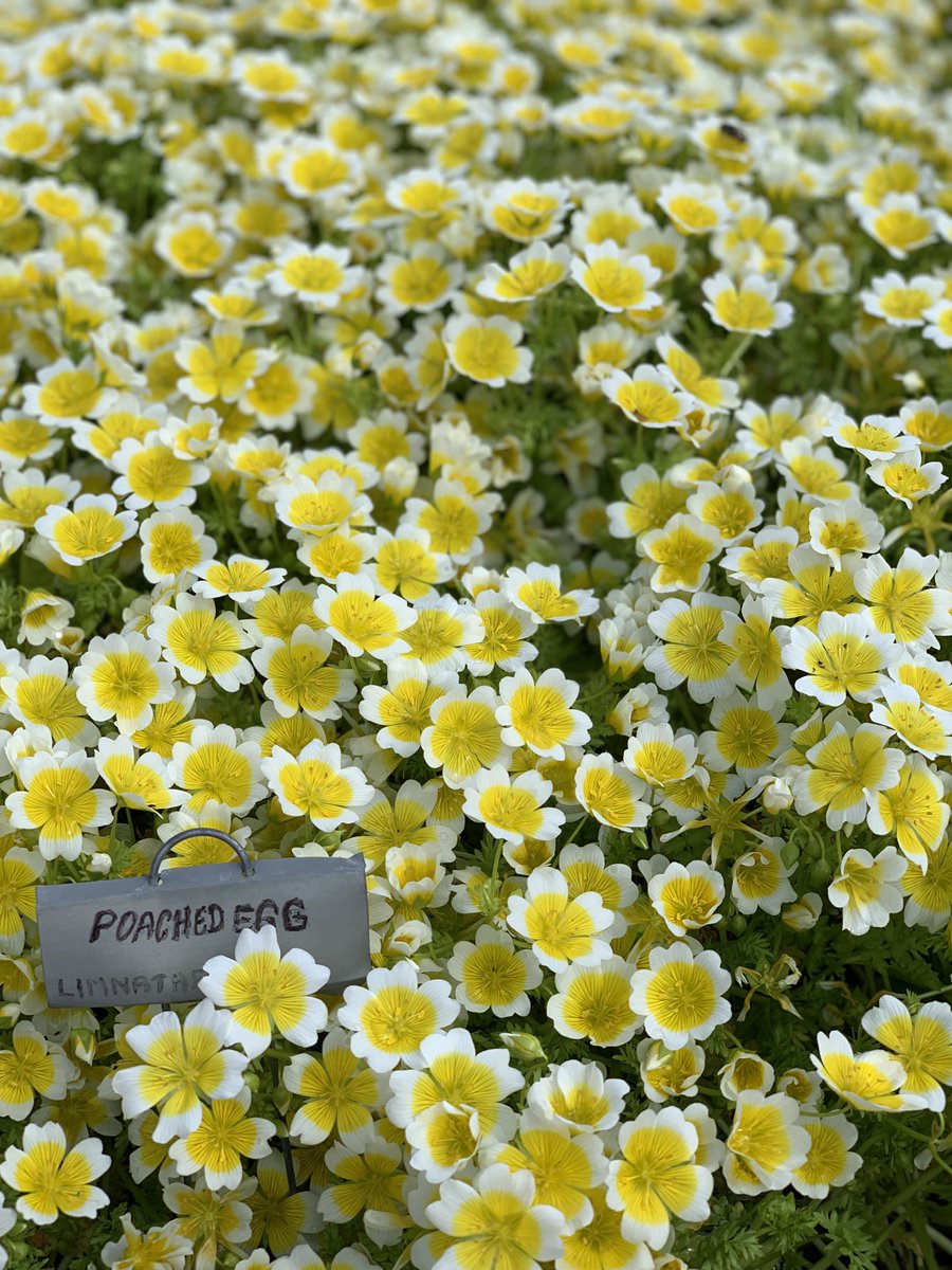 KDRuslie's tweet photo. spring flowers #beautifulbc #allergyseason https://t.co/coGHl9LWwV