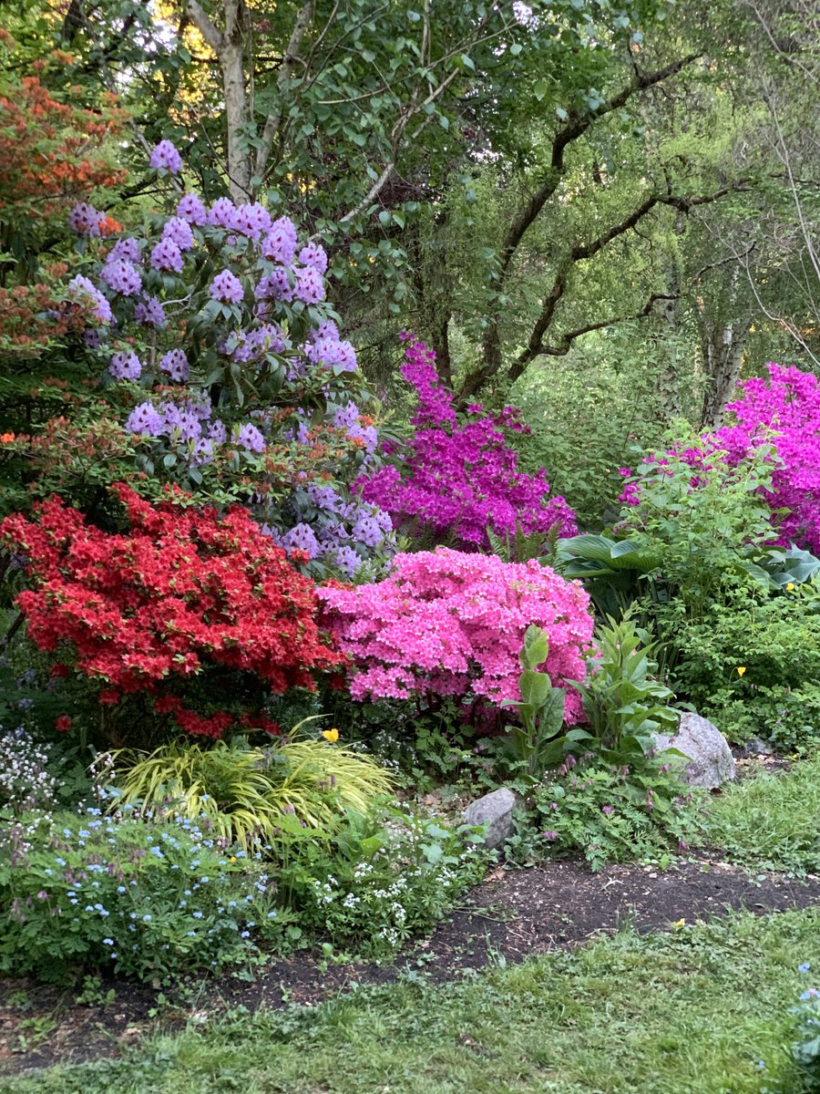 KDRuslie's tweet photo. spring flowers #beautifulbc #allergyseason https://t.co/coGHl9LWwV