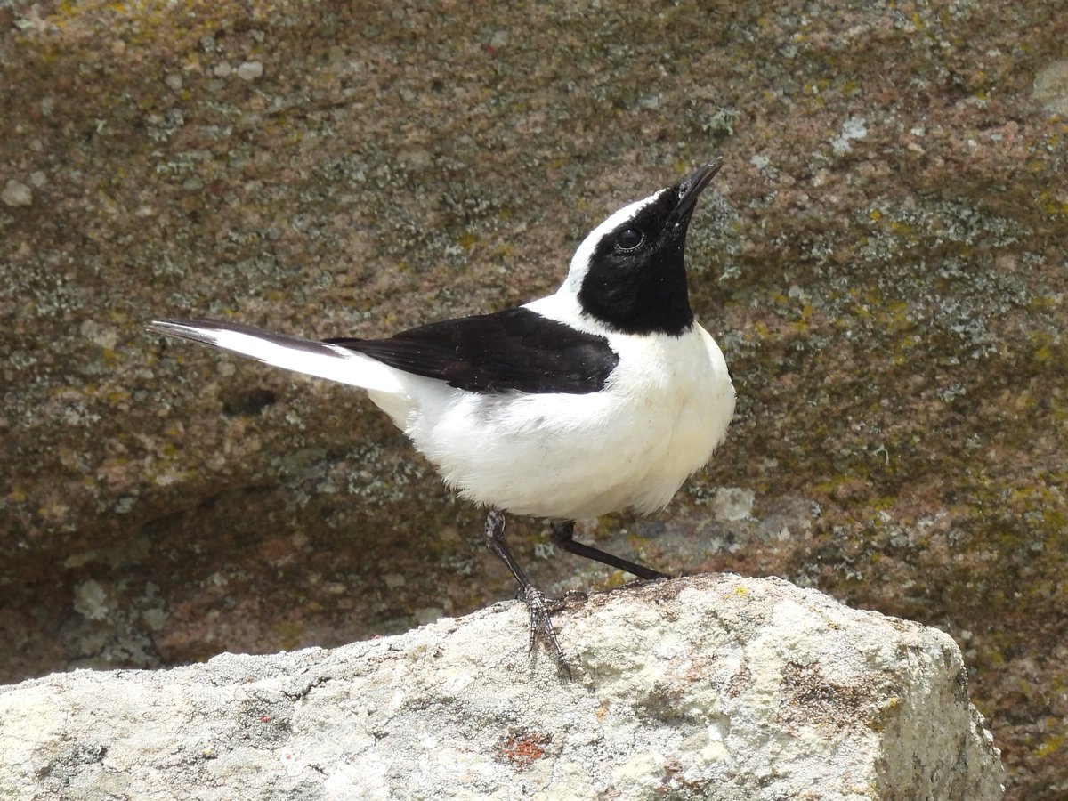 Lesvos, 3rd May 2025
Eastern Olivaceous Warbler, Krüpers Nuthatch, Rufous-tailed Scrub Robin and Black-eared Wheatear.
