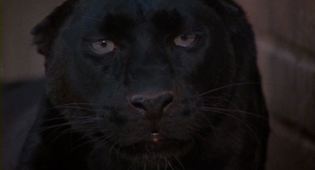 Sometimes you just have to cage the woman you love.