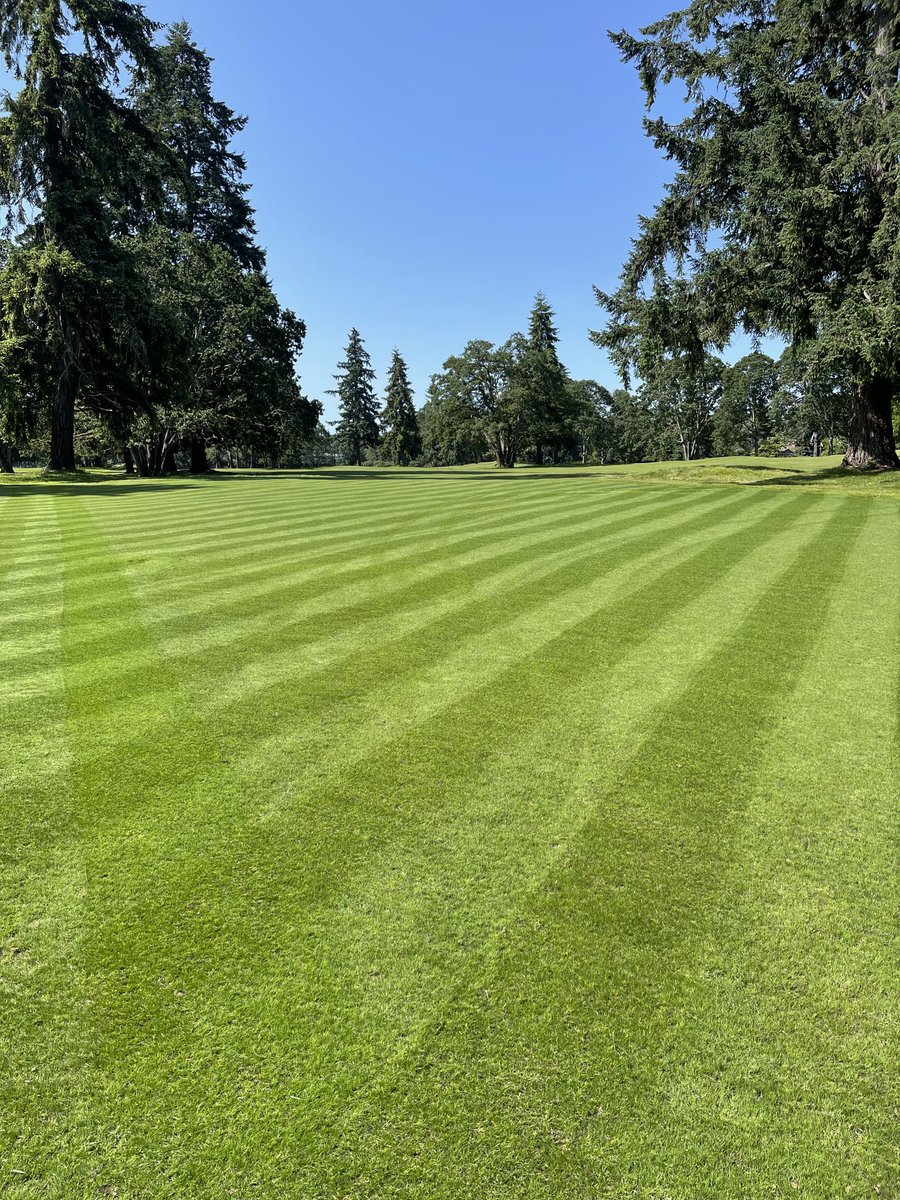 First cut on our new short grass turf farm. Hard to believe it’s only been 2 weeks since we put down the cores from soft fairway landing areas. The crew has this down to perfection!!!