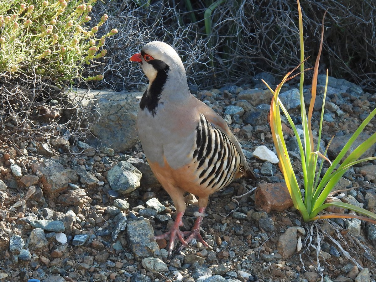 Lesvos, 4th May 2025
Rüppell's Warbler, Cretzschmars Bunting, 
Eastern Orphean Warbler and Chukar.