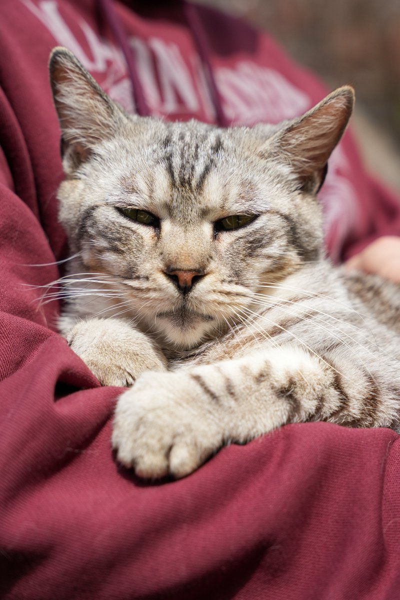 intern_kun🐾 (@internkun_neko) on Twitter photo 