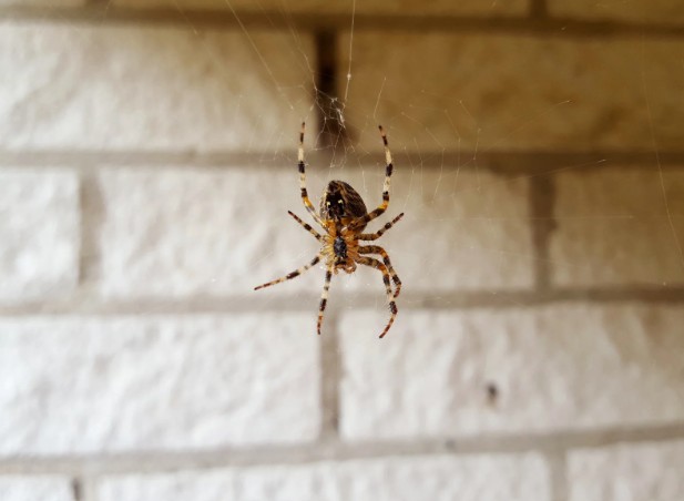 two_mill's tweet image. Tired of spiders in the corners?
We sweep, treat, and seal to keep them out for good.
📞 (405) 570-9526
🔗 okcpests.com/schedule
#SpiderRemoval #CleanCorners #OKCPestControl