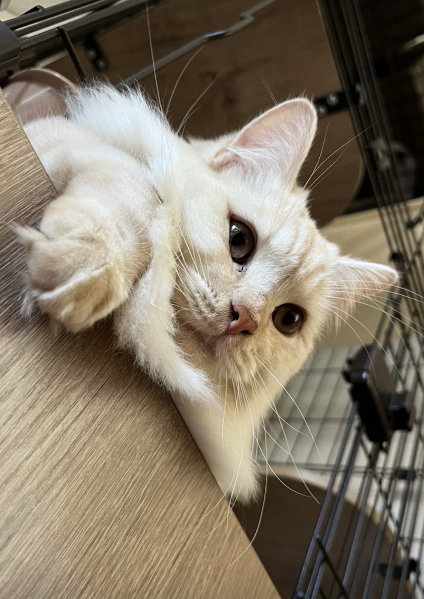 robotics_cats's tweet photo. 世界を見下ろす猫 https://t.co/MeA3ZkhAG9