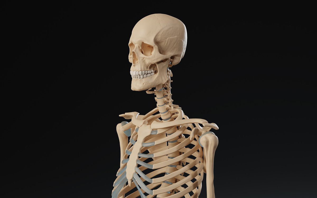 thivolan's tweet photo. PRODUCT UPDATE: ANATOMY SKELETON!!!  Anatomically accurate skeleton + IMMs and OBJs

Artstation:  https://t.co/eU2LNqVUuS 

#3D #beginner #skeleton #ZBrush #stylized #anatomy #Sculpting #blender #Sale #flippednormals #artstation  #basemesh https://t.co/807SI0cJ4g