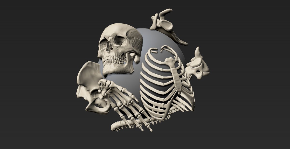 thivolan's tweet photo. PRODUCT UPDATE: ANATOMY SKELETON!!!  Anatomically accurate skeleton + IMMs and OBJs

Artstation:  https://t.co/eU2LNqVUuS 

#3D #beginner #skeleton #ZBrush #stylized #anatomy #Sculpting #blender #Sale #flippednormals #artstation  #basemesh https://t.co/807SI0cJ4g