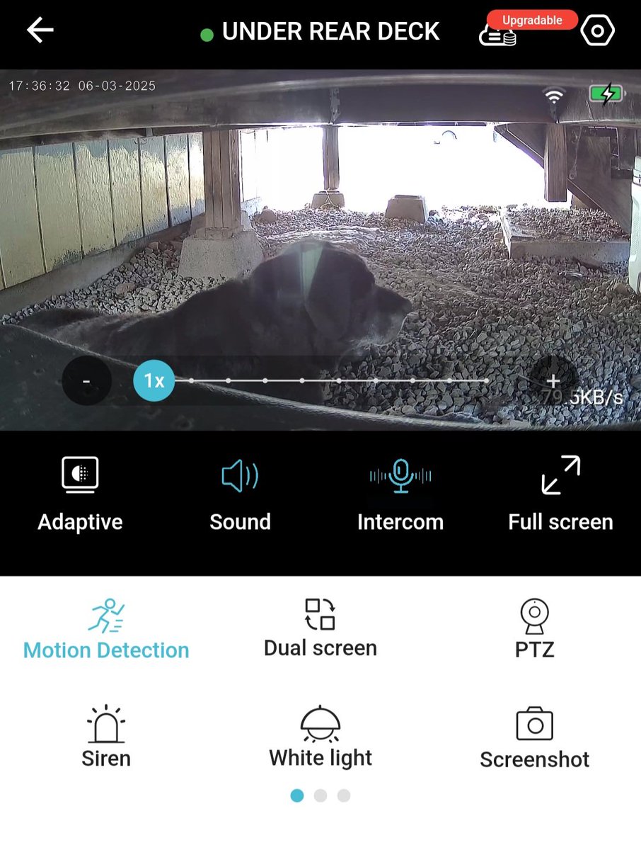 My 15 year old Lab being stubborn about coming when called for dinner or bedtime, prompted me to install cameras everywhere.  Now he can't hide from me. I can talk, listen, light up the area, play a siren 🚨 and watch them all 100% when not home. 😅🤣😂 Dad is back in control. 😁