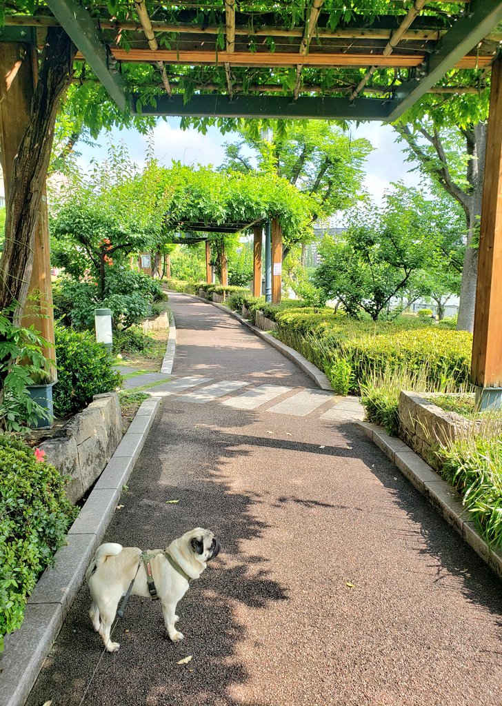 SxGxD69's tweet image. キキ散歩
いつもより早い時間散歩やったね
仕事いく人がめちゃ多かったよ
太陽バシバシで気持ちいいね
洗濯日和だよ！
今年はアロエの種がとれそうだよ
テンプラてハイブリッドの
種とれそだから楽しみだよw

今日も皆よい幸せな１日をだね
バブバフ