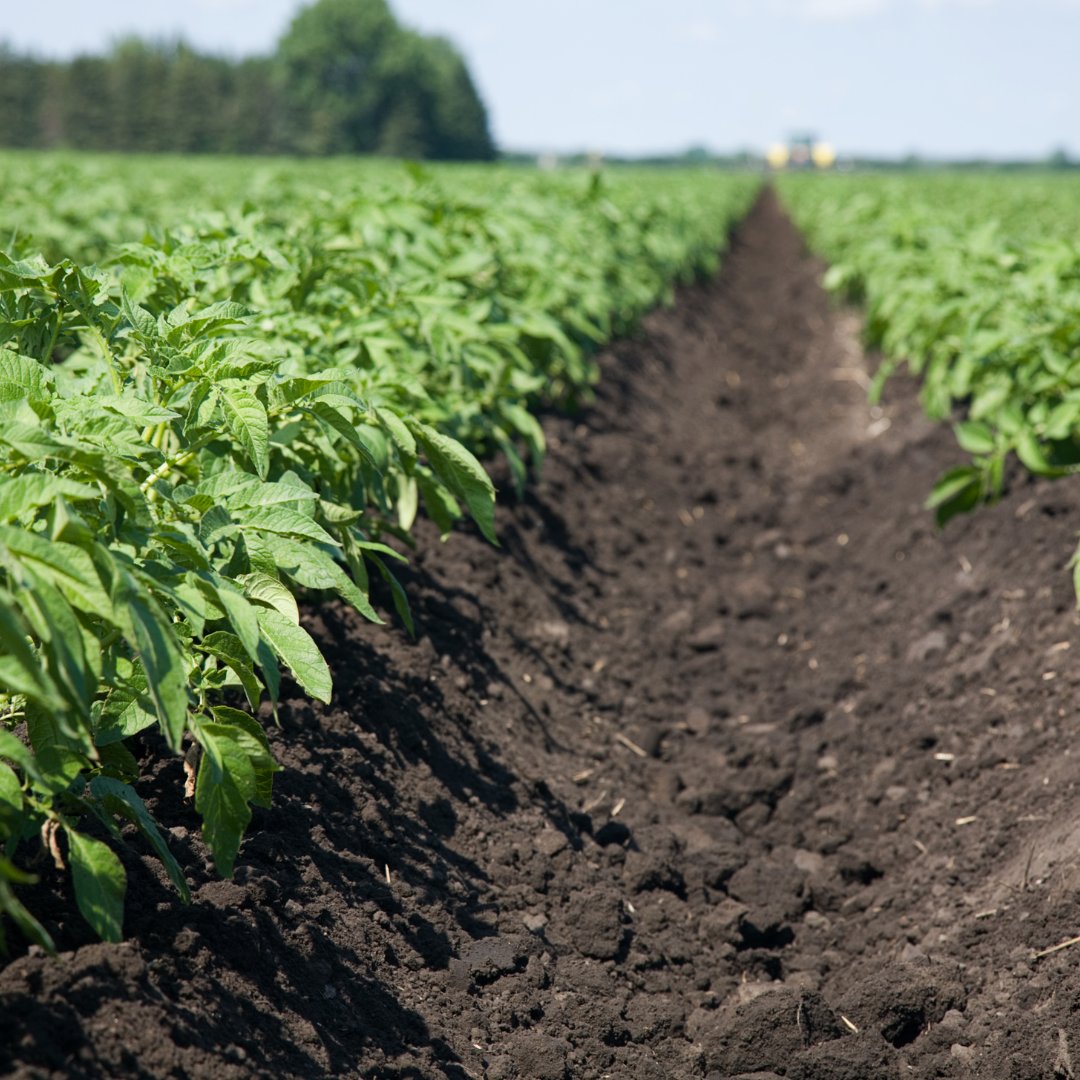 certis_belchim's tweet photo. π‘οΈ Tuber forming? Blightβs not far behind. Protect early with Ranman Top - trusted defence against tuber and foliar blight.
β
Start at tuber initiation
β
Up to 6 apps allowed
β
Protection through desiccation
#RanmanTop #BlightControl #PotatoProtection https://t.co/ANLWAsQABe