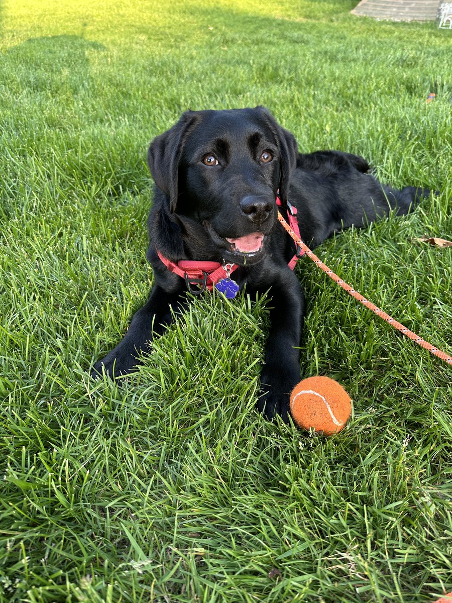 Three separate #TongueOutTuesday 😛😂 Mom didn’t have us pose together because the gnats were just horrible. Mom couldn’t stand in one place for too long. 😛😛😛🤣 #rileywillowmollie #TOT #blacklabs #pittiemix #dogsoftwitter #puppiesoftwitter