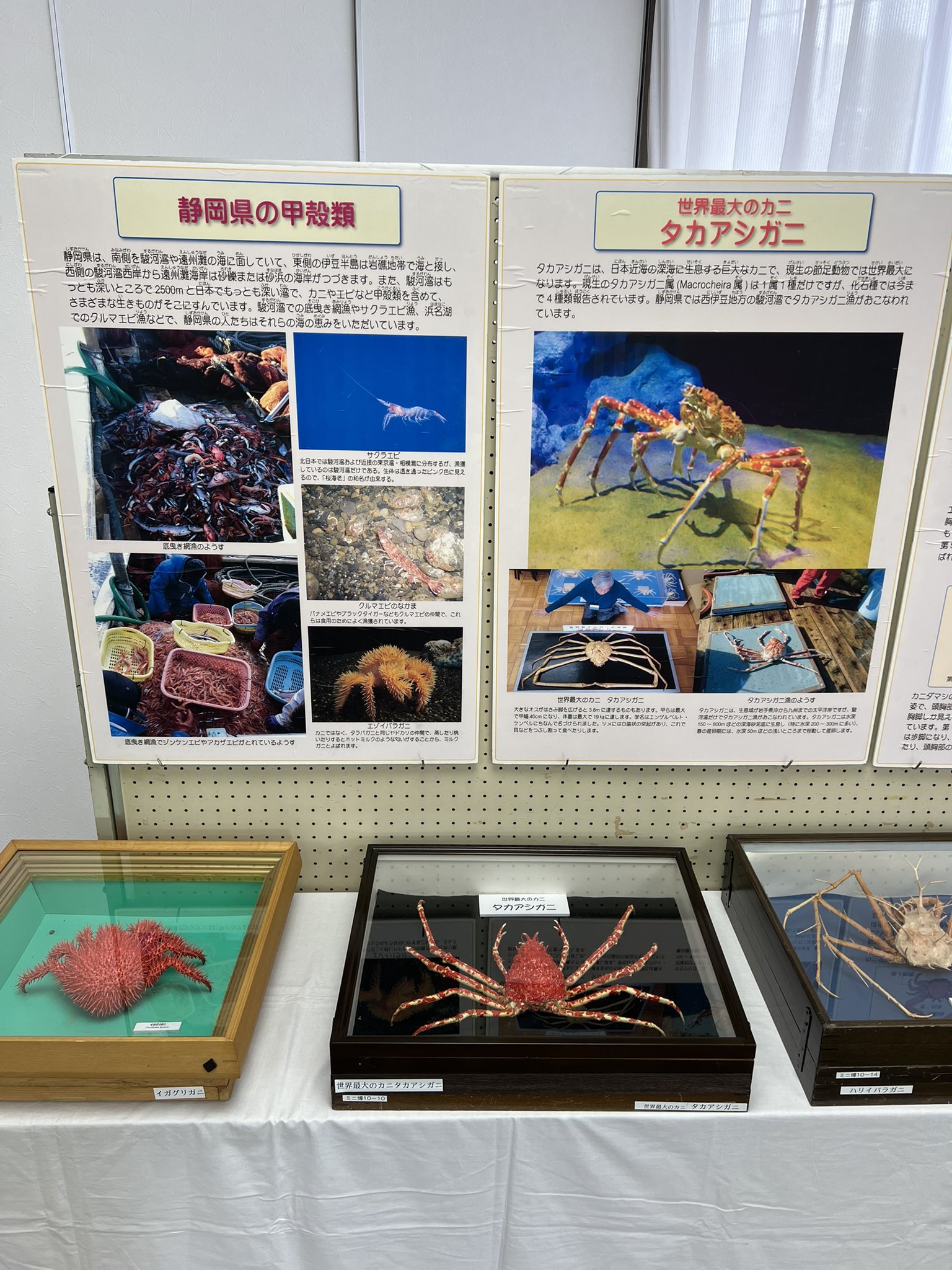 ふじのくに地球環境史ミュージアム على X: 