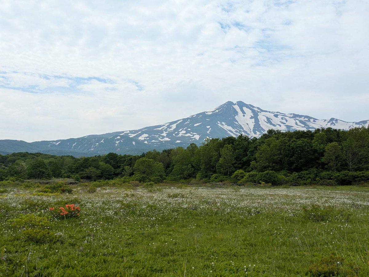 yuri_kan's tweet photo. 昨日6月3日の #桑ノ木台湿原 📸

曇りでも #鳥海山 がきれいに見える #絶景スポット ✨
見頃の #レンゲツツジ は
遠景写真ではなかなか目立ちませんが
近づいてみると
目に鮮やかなオレンジの花を楽しめます！

８日㈰まで予約制シャトルバスも運行中🚌💨
 https://t.co/1H8PL4F1Jc

 #由利本荘 https://t.co/nT6ejdZbfL