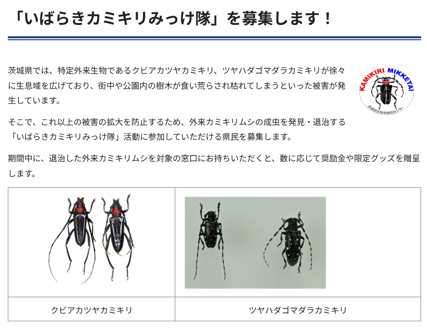 ViaTsukuba's tweet photo. カミキリムシ捕獲・持参すると10匹につき５００円分の奨励金（プリペイドカード）やグッズが進呈されるそう😲
https://t.co/afZqRWrK5D https://t.co/xI1TJ8JhlZ