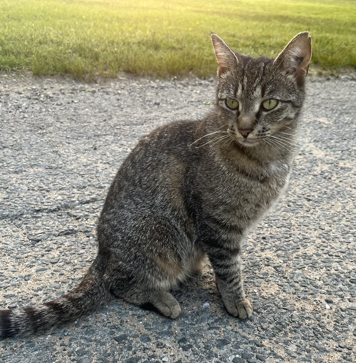 This is a courtesy post for our partner rescue. 
Sable has been available for adoption for a long time (2 years!) but the right home has never come along for her. She’s very sweet, playful, bold &amp; loves people, but she would just prefer to be an only cat.
petfinder.com/cat/sable-7668…