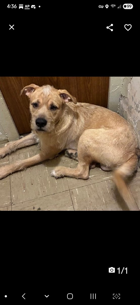 💔Maximus Tan💔
#NYCACC #227509 1y
▪️To Be Killed: 6/5💉 

Precious sweet, baby's💔, surr by owner 4 days ago + listed 4 fear!
Grieving, terrified, lost all he knew!
Described as active, playful, course hates tiny cell! 
Needs loving, N.East #Foster, 4 security, 2 decompress.