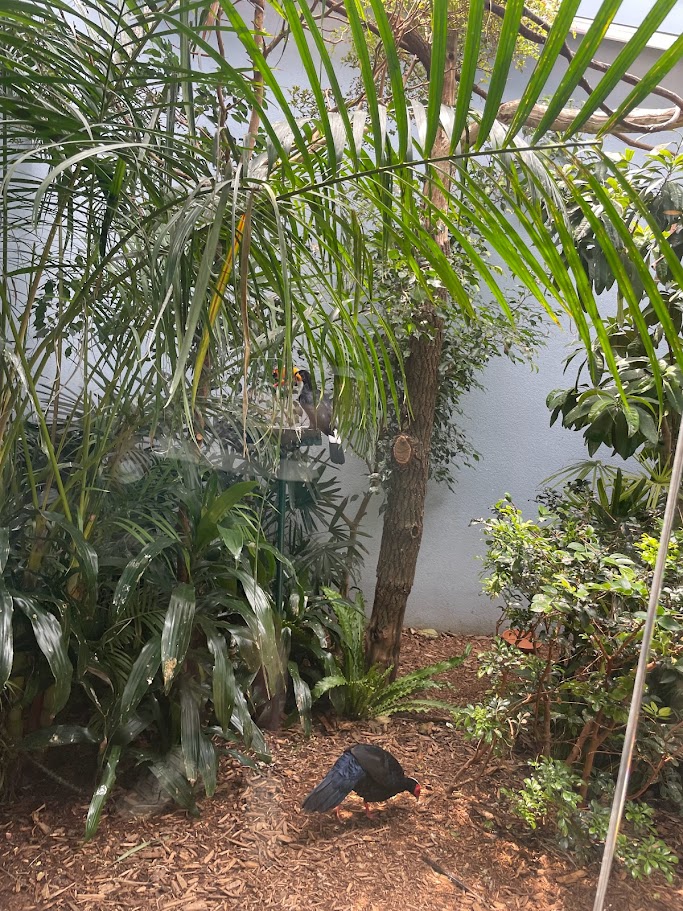 Went to the National Aviary recently and it was the best thing I've EVER done.