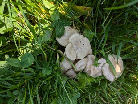 naratake's tweet photo. 近場をきのこ散策。ハルシメジを採取する🍄 https://t.co/XpMSK86X3i