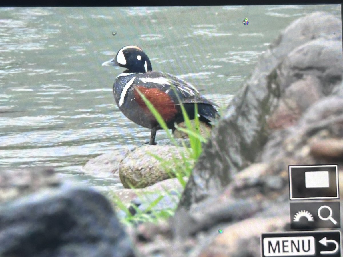 One of my most wanted…. And found when I went out for a early morning walk…..Harlequin Duck 😍😍<a href="/zootherabirding/">Nick Bray</a> <a href="/marcbuzzard/">Marc Hughes</a> <a href="/Kearnster1/">Tony Kearney</a> <a href="/neild1962/">Neil Donaghy</a>