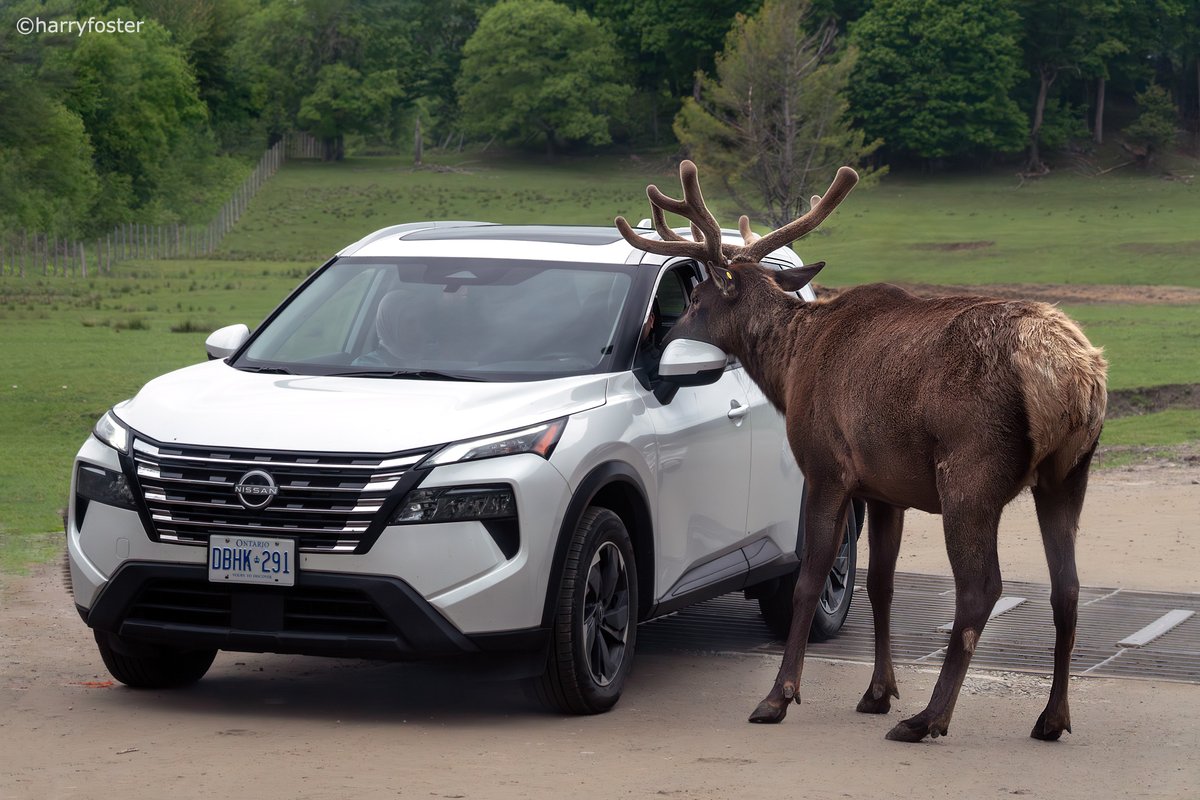 1 page of 4. Some images from our visit to Parc Omega this past Sunday. One would have to go a couple of times of the year to see the animals at their best. Take lots of carrots as every member of the deer family will be asking for one as you drive through.