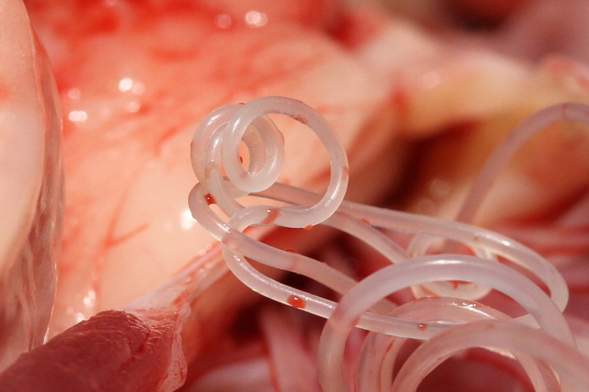 These heartworms are ready for their close-up.#protectyourpets#saynotoheartworms