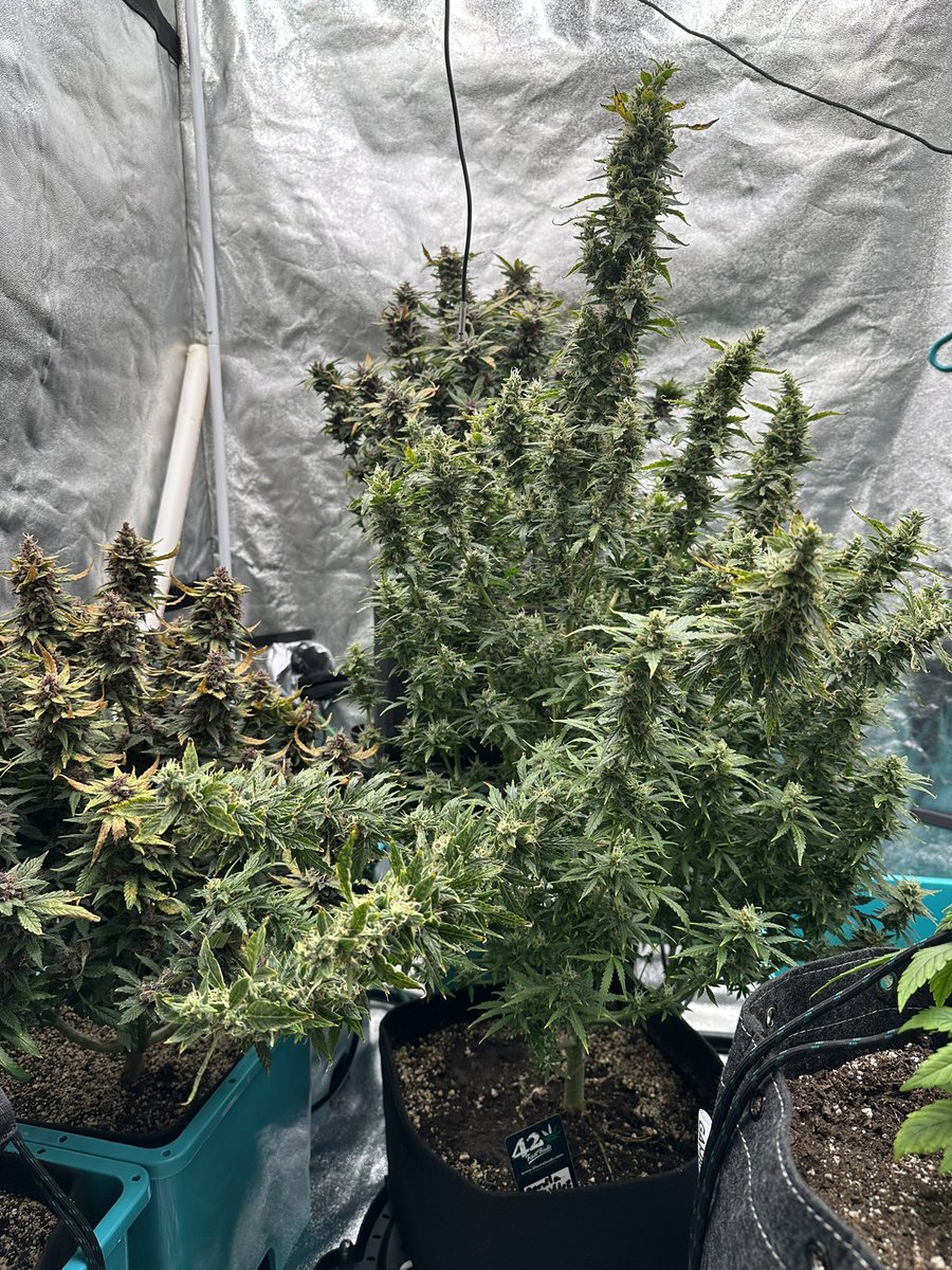 This is the ⛺️ in its current state… some falling over and others ready to harvest!