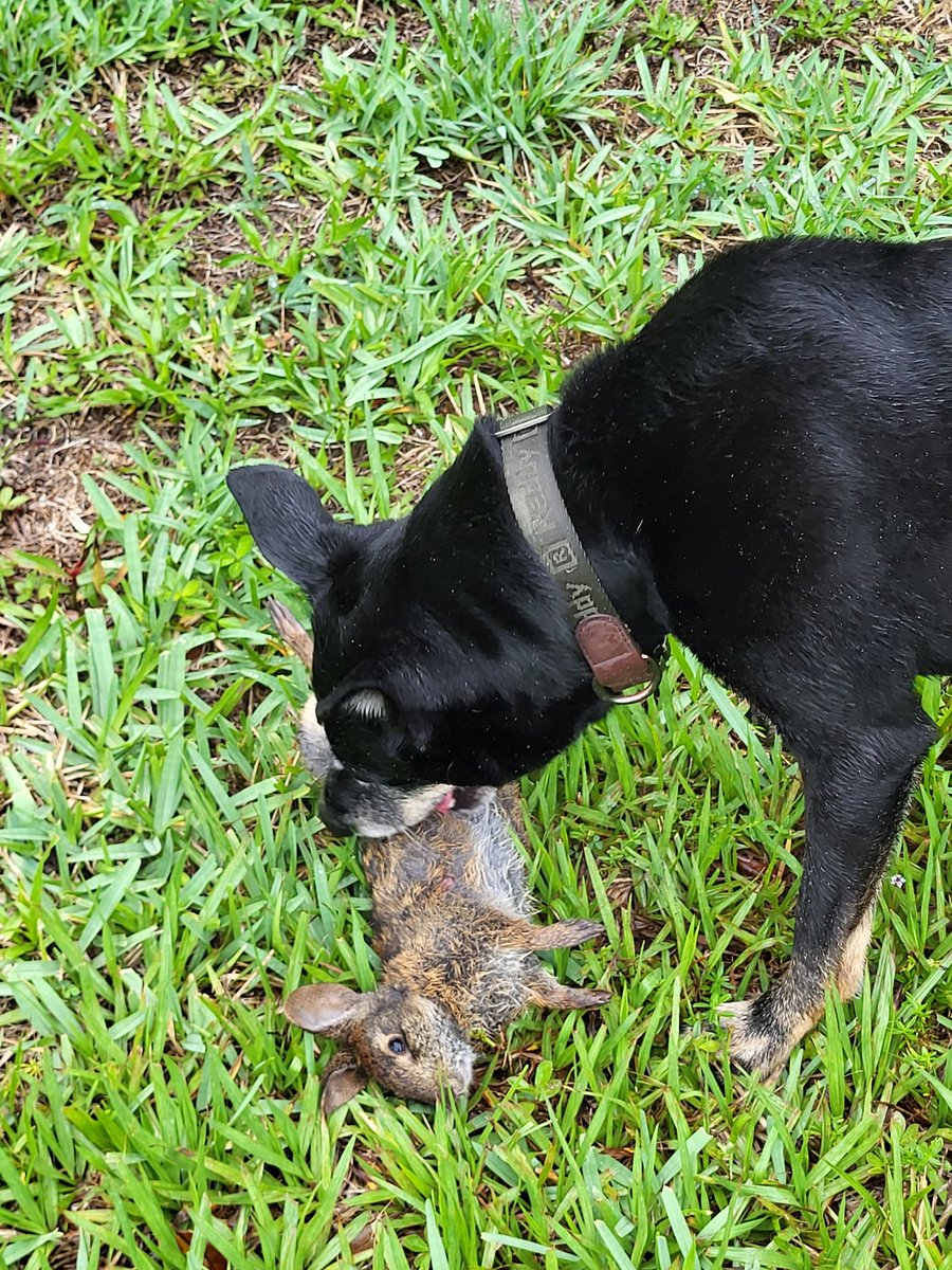 Hudson is a Dog tweet media