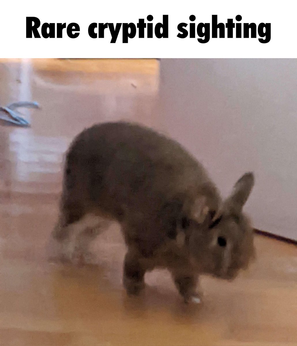 Riley :3 (bnuuy coded🐇) (@swarce_) on Twitter photo 