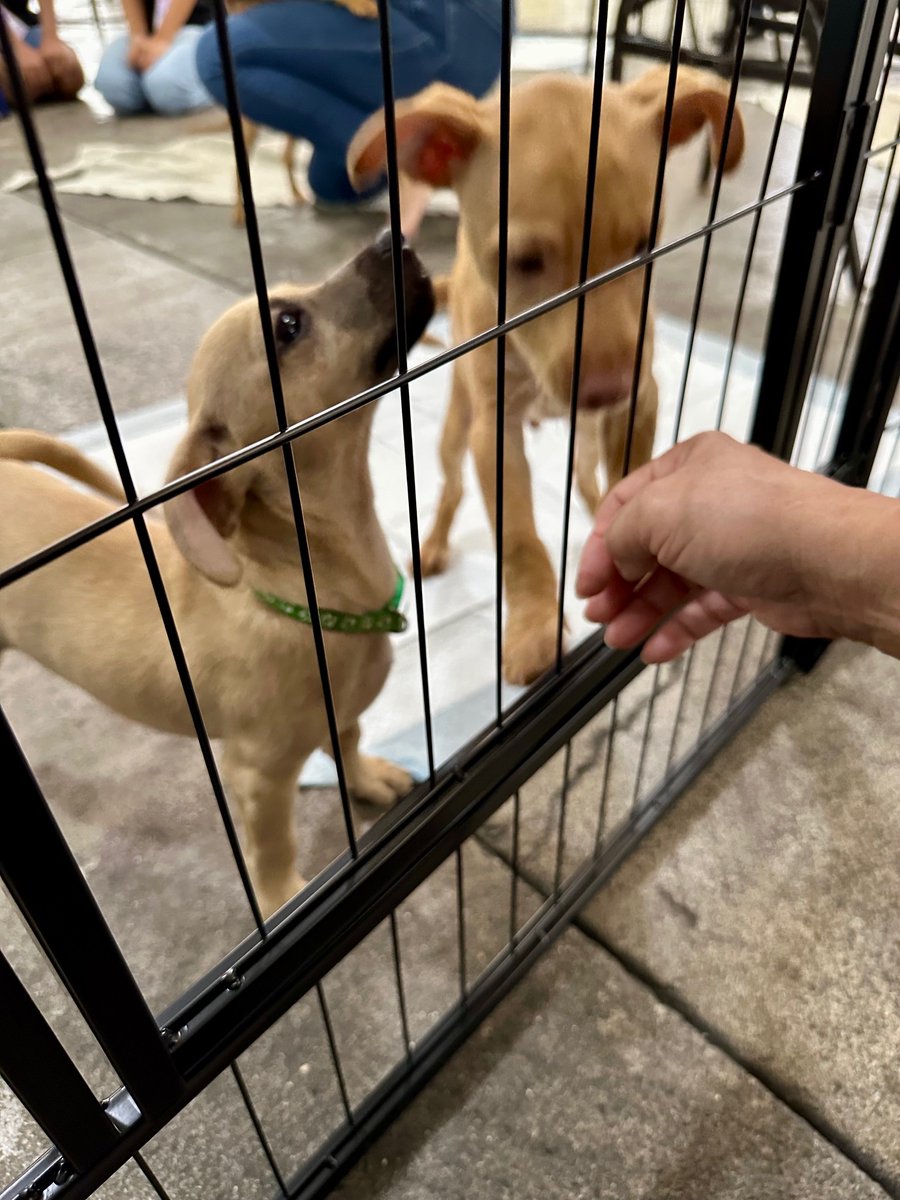 ksedtech's tweet photo. The puppies are here!!! #KSEdTech https://t.co/bBsoDtgHrH