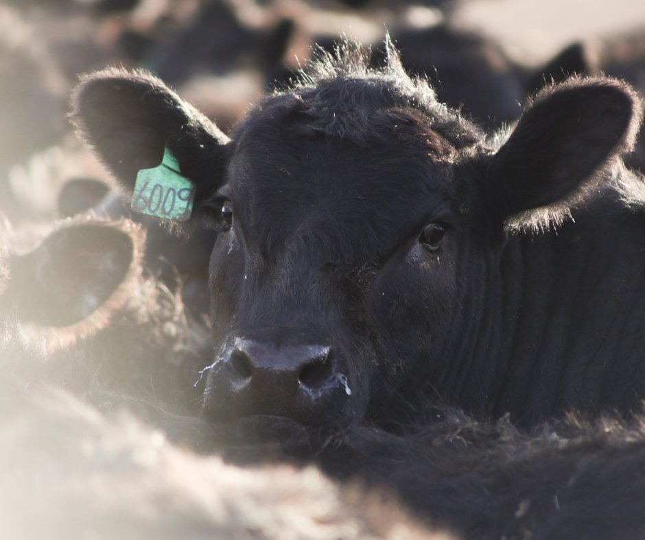 Last month may have been the "official" beef month, but every month is beef month if you own a feedlot 🥩
