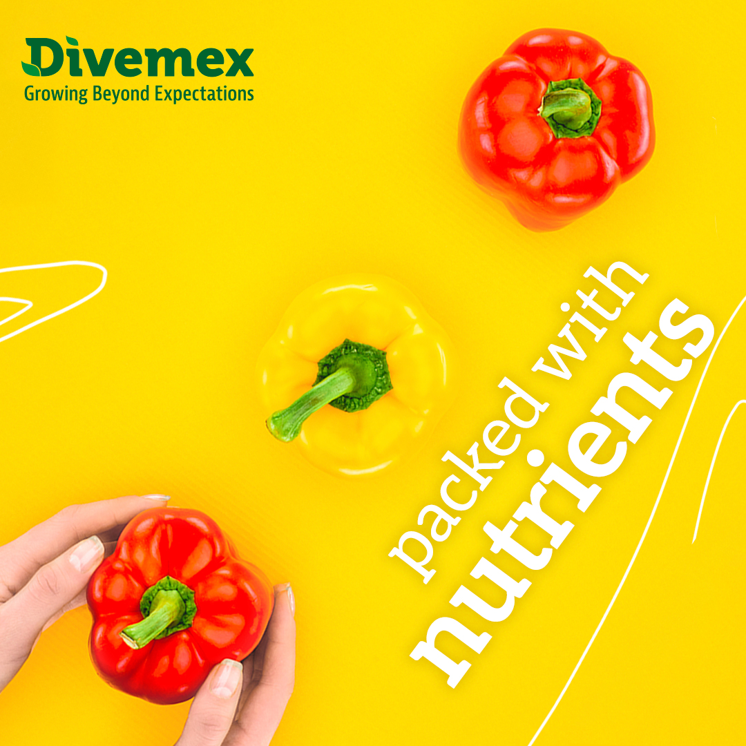 Besides their sweet and mild flavor, they’re packed with nutrients! 💪
These beauties contain:
🟠 Vitamin C – Boosts your immune system
🟡 Vitamin A – Supports healthy eyes and skin
🔴 Antioxidants – Help fight cell aging
🟢 Low in calories – Perfect for snacks or balanced meals