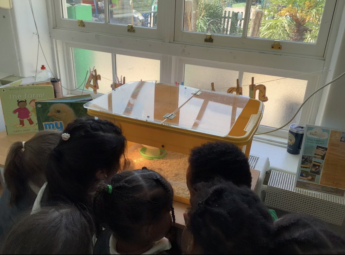 #EYFS were thrilled to welcome some special visitors — their very own #chicks! They watched in awe as one finally hatched and took its first steps. They explored the life cycle and observed the eggs in the incubator with so much curiosity! 🌱🐣🐥 #LifeCycle #Chickens #Science