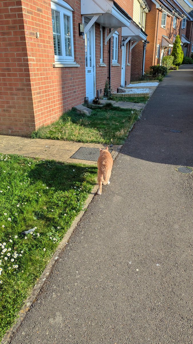Toby on the prowl
