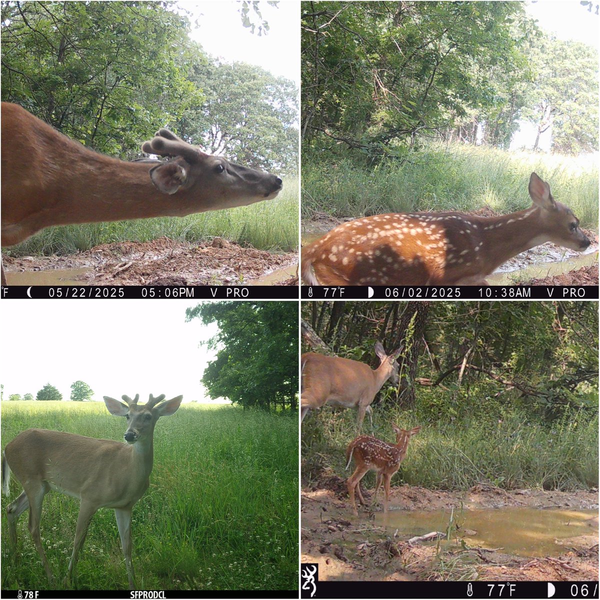Fawns and antler growth is what we've been seeing lately on our <a href="/BrowningCams/">BrowningTrailCameras</a>

#TrailCamTuesday #BrowningCameras #youvegottoseethis #HuntressView #trailcameras