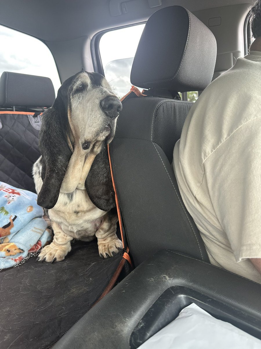 BeloitBassets's tweet photo. I’ve been in this truck for 3 days.   When are we gonna get there? https://t.co/wXDiRgkCfB