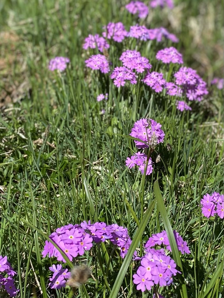 🍃🌸🍃