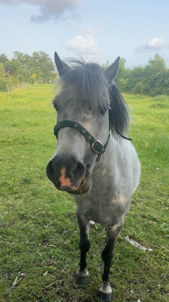 ShaneMcAuliffe1's tweet photo. Two very pretty girls here at the moment visiting Parknageragh Sonic #KerryBogPony #NativeBreed https://t.co/57JV7f47qA