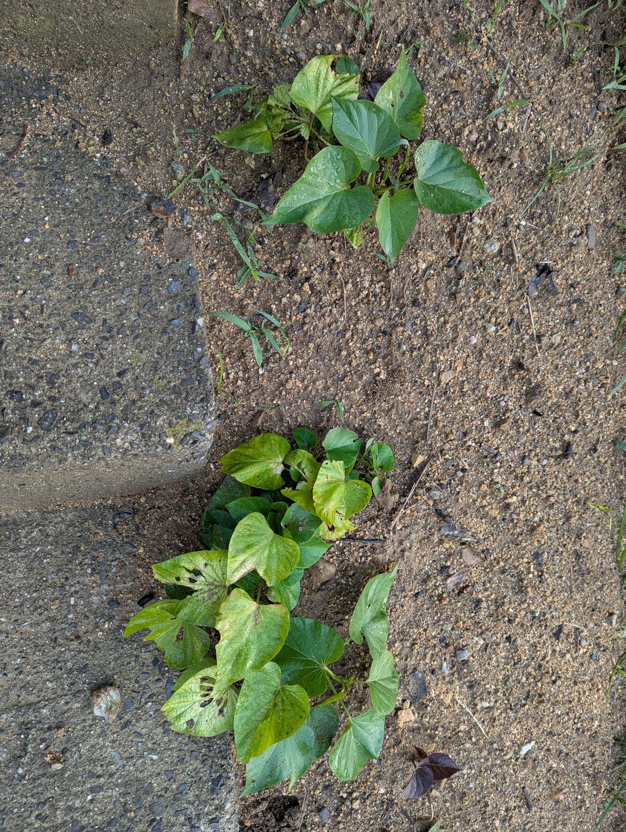 去年秋にさつま芋🍠収穫して残った蔓を観葉植物化した蔓はこの間植えました😆芋出来るかなｗ⁉️
部屋で暖房使うなら生き延びましたが 使っていない部屋に置いているものは枯れました🍁