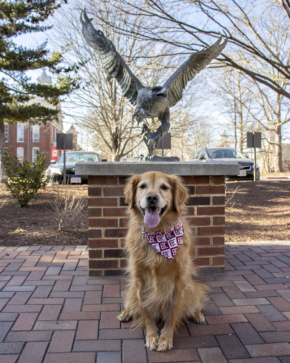 Have you visited campus and taken a photo with the Eagle statue? We would love to see!  Dog for attention 🐾🦅