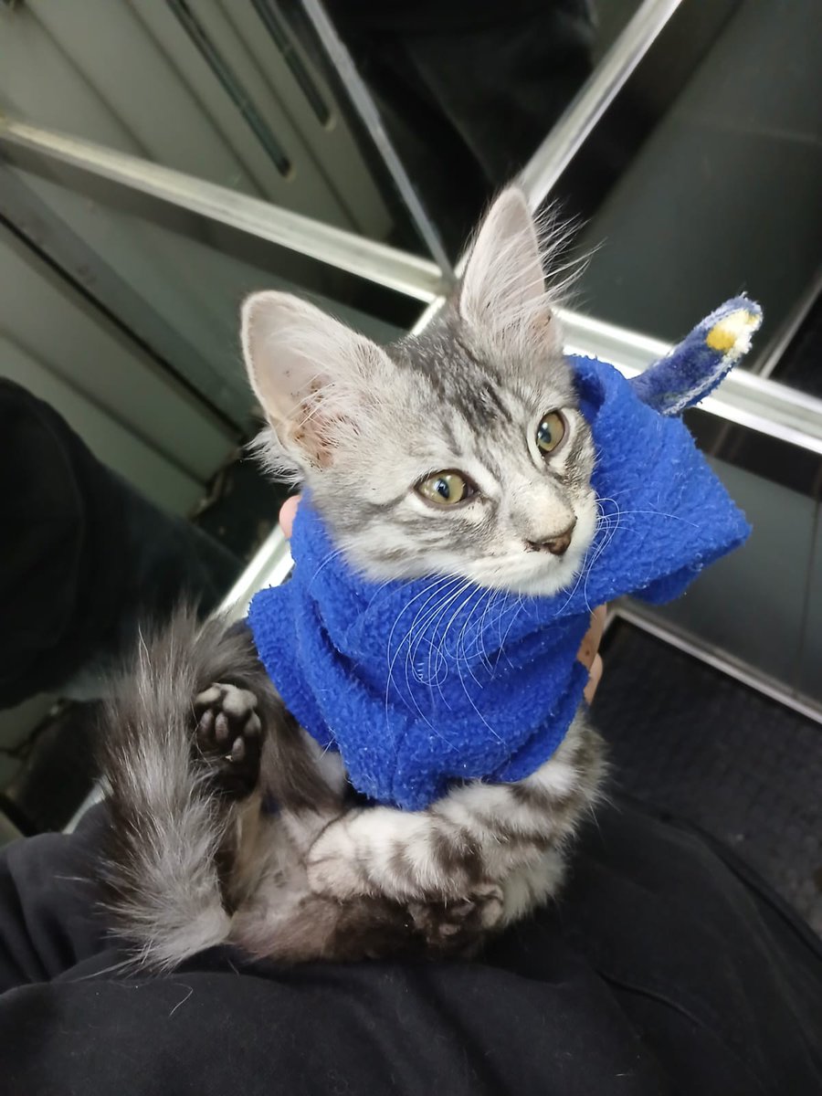 patitasdelsurr's tweet photo. Hola, soy Stuart💙Un machito de aprox 2 meses 
Aún no me estoy vacunado pero sí desparasitado.
Me encanta jugar y que me hagan mimos hasta dormirme. Tengo mucha energía para q juguemos mucho. Se usar perfectamente mis piedritas

¿Me das la oportunidad de ser parte de tu familia? https://t.co/UvlM2EW13z