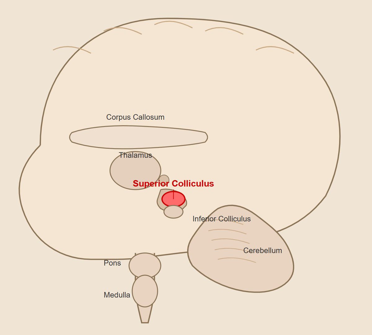 PessoaBrain's tweet image. Draw a human brain showing the superior colliculus. Make sure it is anatomically accurate.