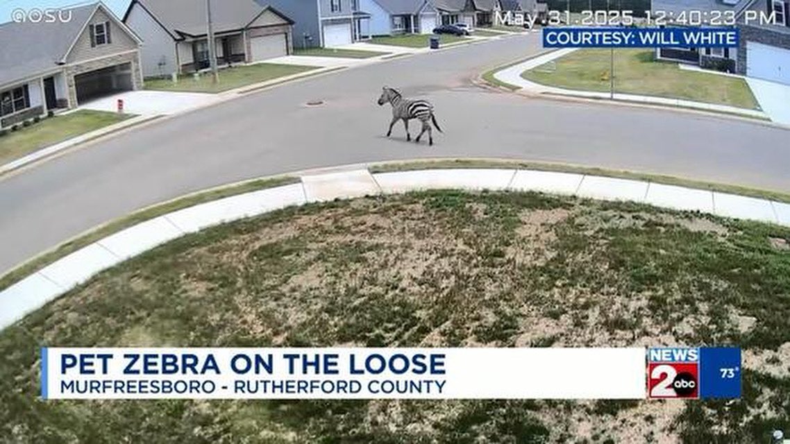 HeavyCardboard's tweet image. A zebra named Ed is on the loose in Tennessee.
Live free, Ed. Live FREE!