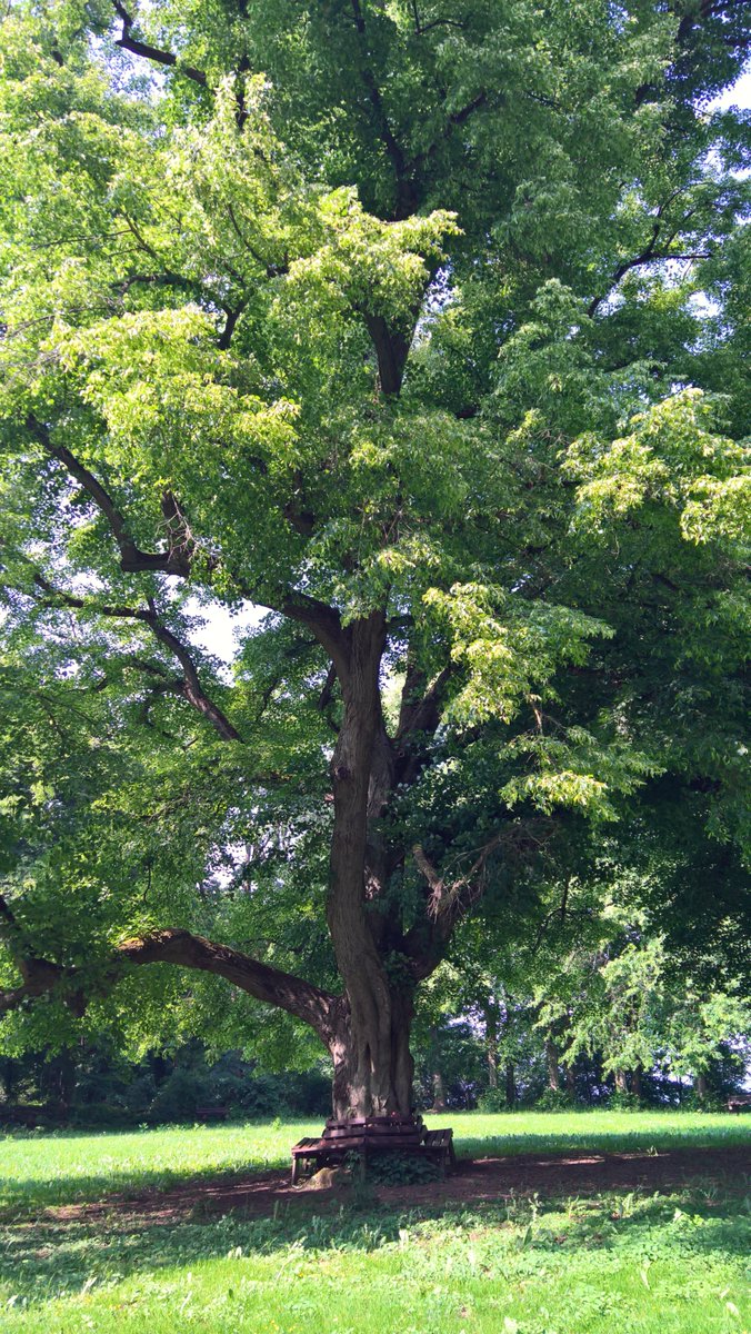 StephaneNature's tweet photo. Peaceful #thicktrunktuesday to all empathic, loving, considerate, constructive, democratic, respectful nature lovers 🚵♂️🌳🏕️🏞️🌄
#Trees #Forests #ShinrinYoku #Biodiversity #TreeRide
#PeaceInFreedom #MakeLoveNotWar 🕊️ https://t.co/sUqItMQTom